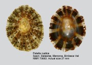 Patella rustica